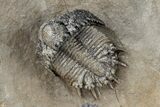 Superb Lichid Trilobite (Akantharges) - Tinejdad, Morocco #209629-1